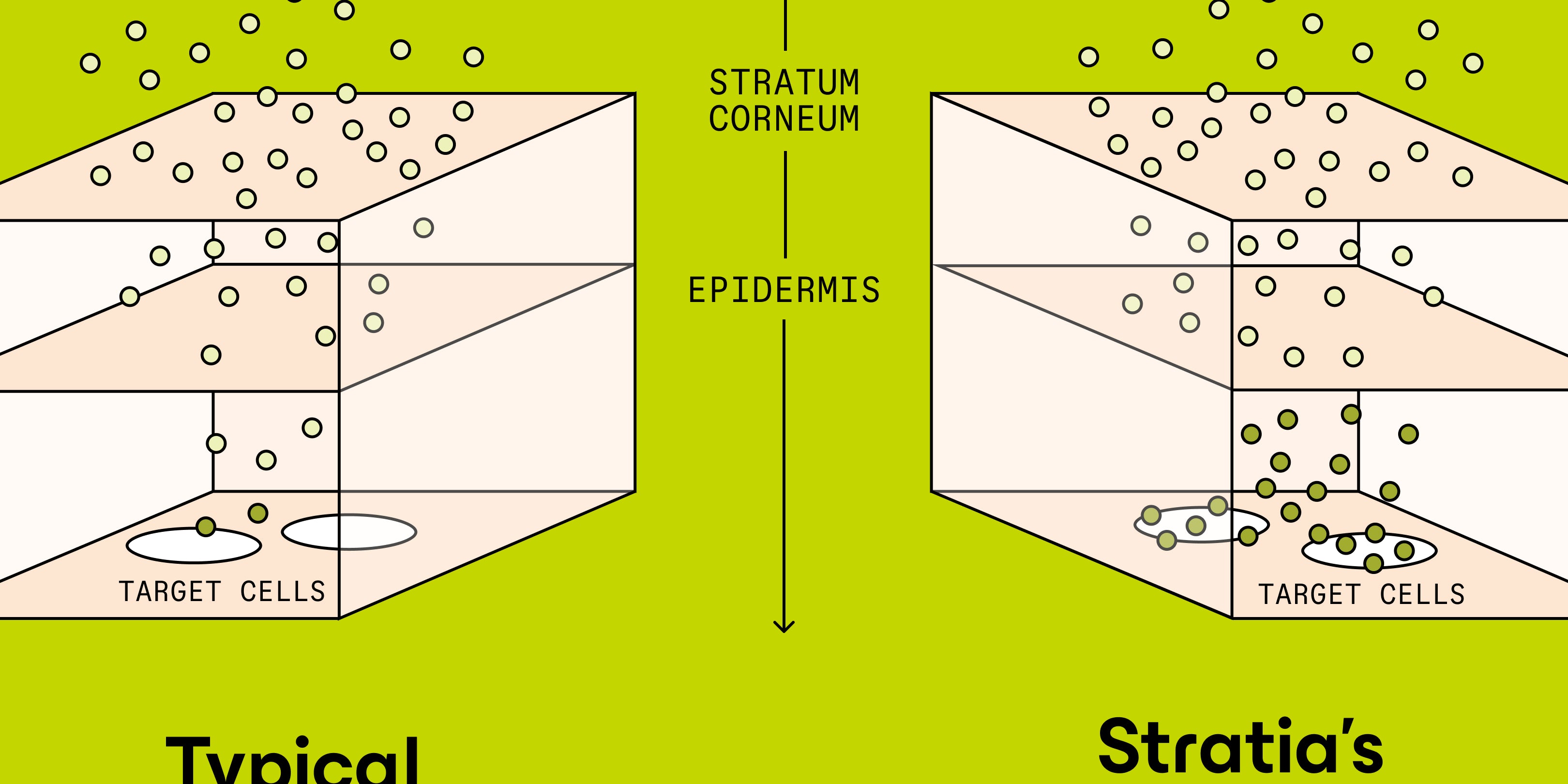 Interface peptide cream at work